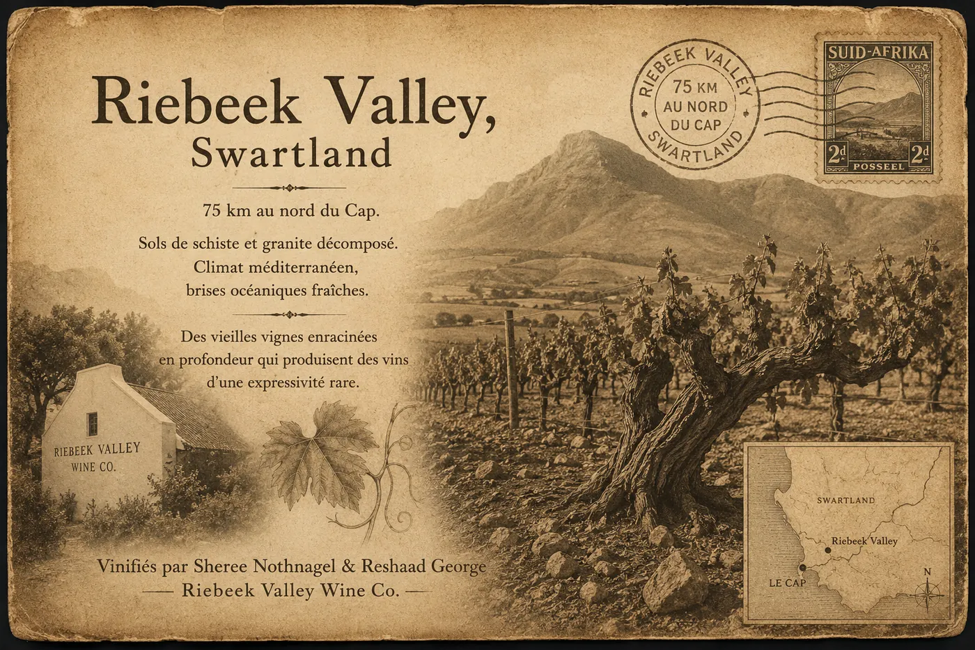 Vignobles de la Riebeek Valley au Swartland — colline de schiste et granite avec rangs de vigne, brises océaniques